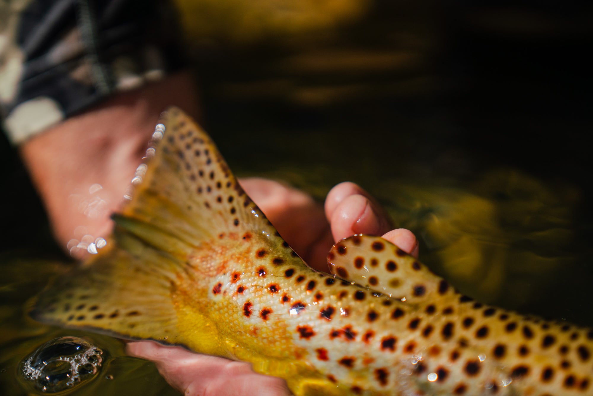The Benefits of Catch-and-Release Fishing: Why It Matters