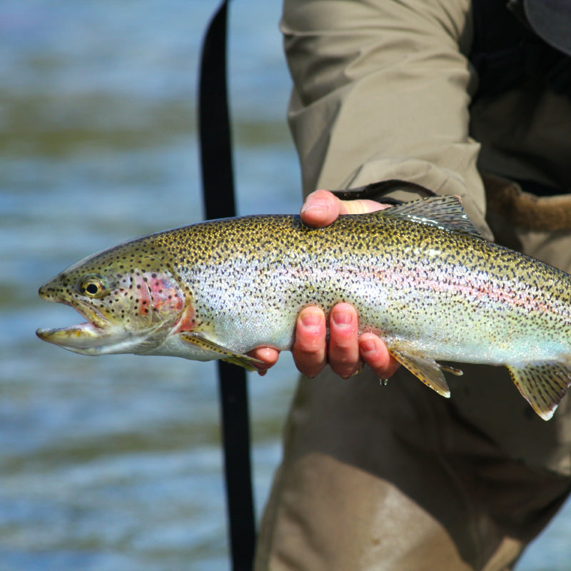 Missouri River Fishing Report